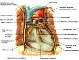 Anatomie:hart,longen,mediastinum,vagus,azygos,trachea,bronchus,vena cava,slokdarm,oesophagus,larynx,cor,diaphragma